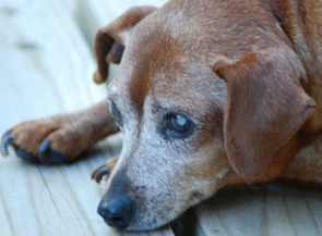 old-dog-20120207131434 (1)